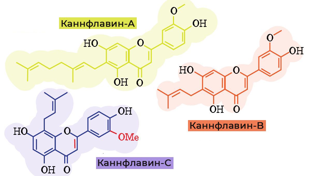 sm_3c00cfdccbe49d125a8deee401ee84d3.jpg Flavonoids in cannabis: cannflavins