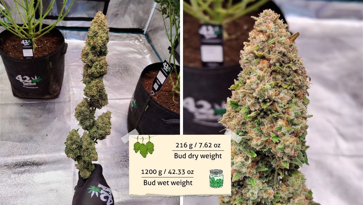 Gorilla Z Auto cannabis strain: yield and smoke report | a grower's hand holding a long wet-trimmed marijuana branch and a closeup of one bud