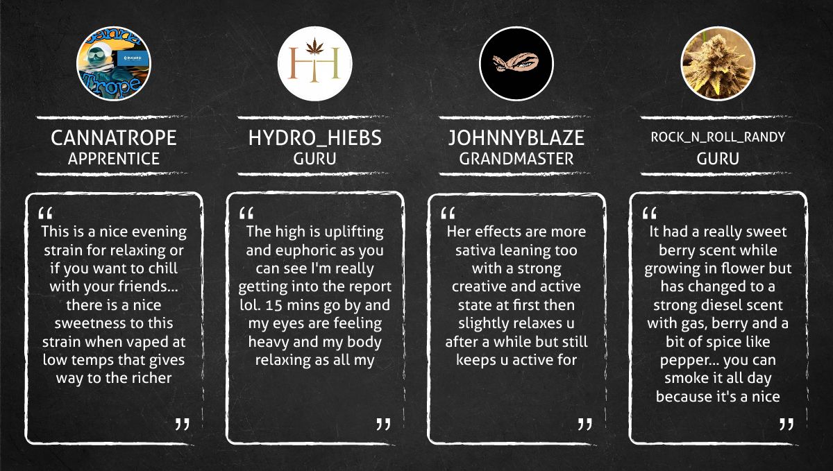 Tropicana Cookies Auto cannabis strain: smoke report Tropicana Cookies Auto cannabis strain: smoke report