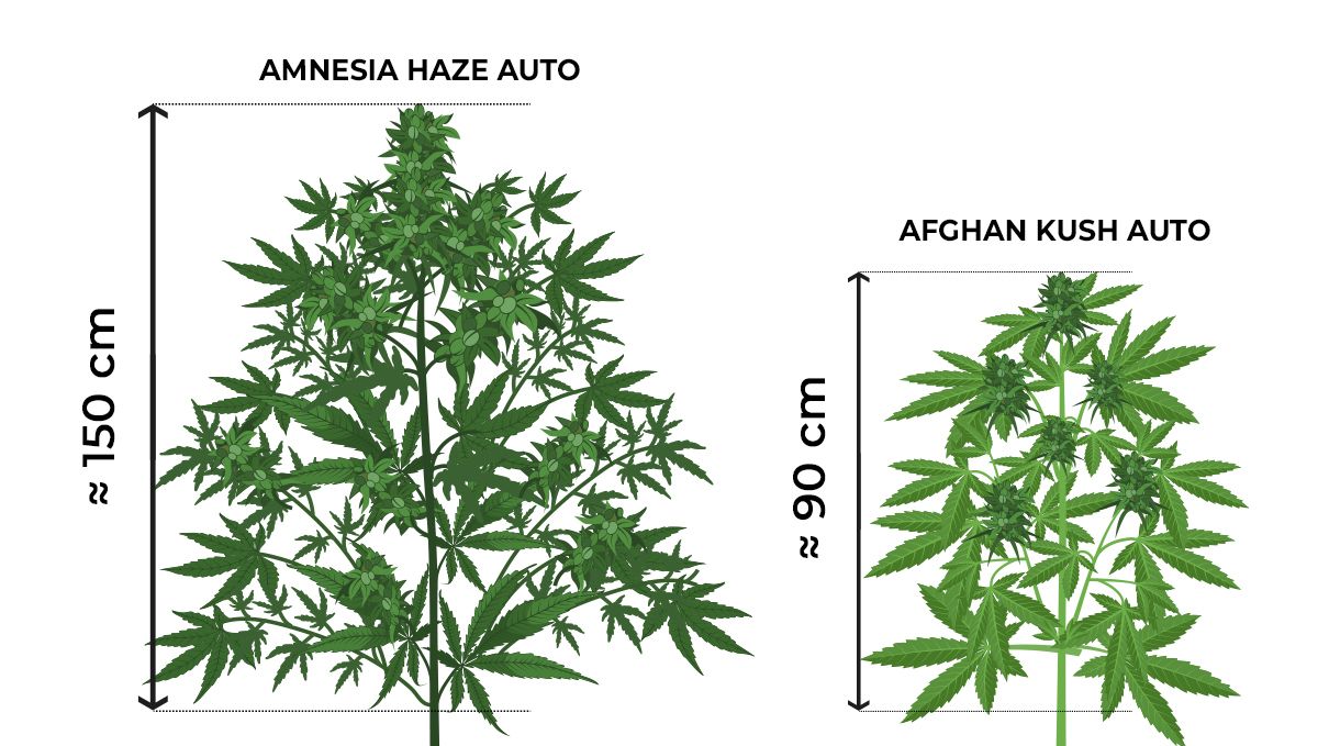 How tall do autoflowers get?: size comparison during the flowering stage How tall do autoflowers get?: size comparison during the flowering stage