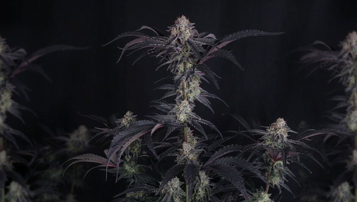 12.jpg mendo frost