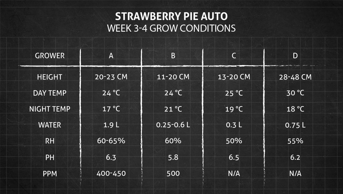 Strawberry Pie Auto Cannabis Strain Week-by-Week Guide: Weeks 3-4 grow conditions Strawberry Pie Auto Cannabis Strain Week-by-Week Guide: Weeks 3-4 grow conditions