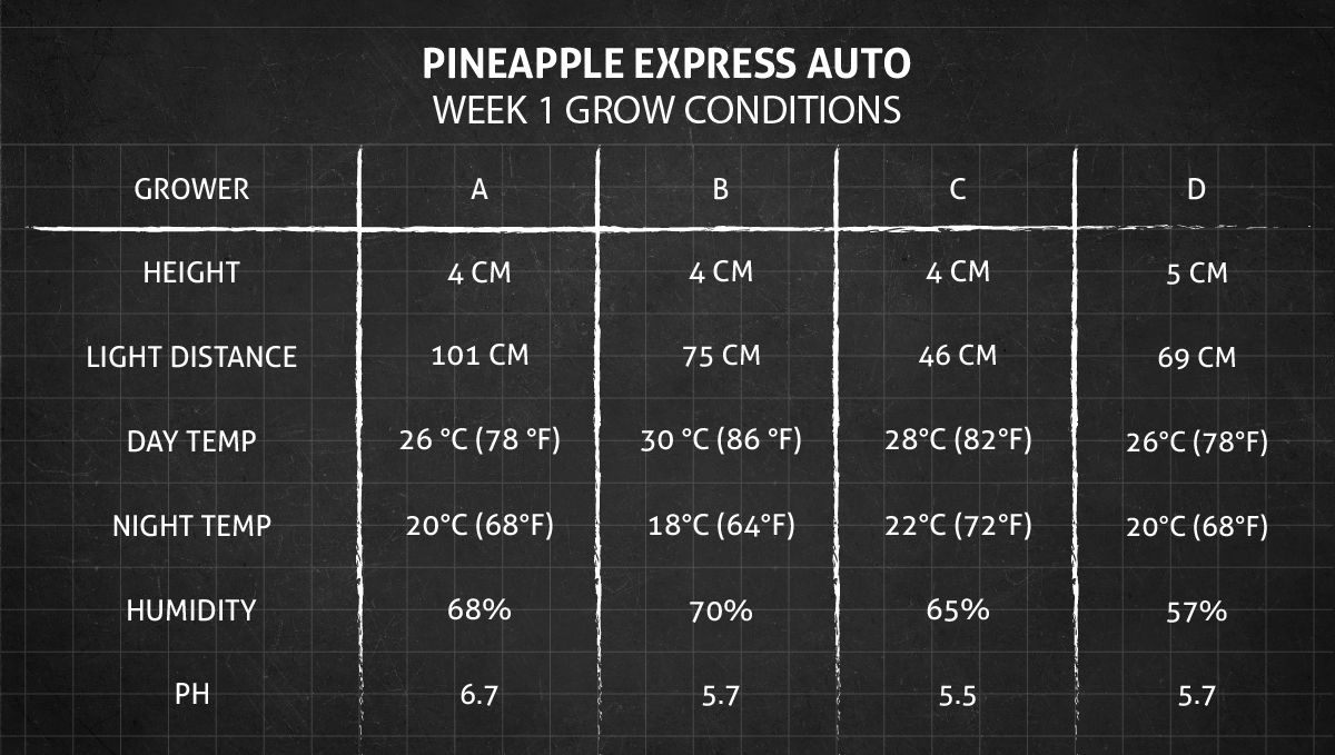 Pineapple Express Auto cannabis strain: week 1 grow conditions Pineapple Express Auto cannabis strain: week 1 grow conditions