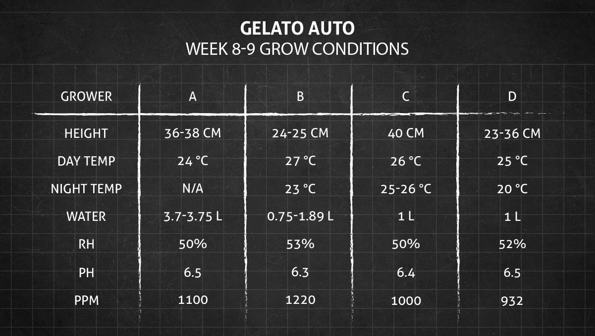 Gelato Auto Cannabis Strain Week-by-Week Guide: Grow conditions in weeks 8-9 Gelato Auto Cannabis Strain Week-by-Week Guide: Grow conditions in weeks 8-9