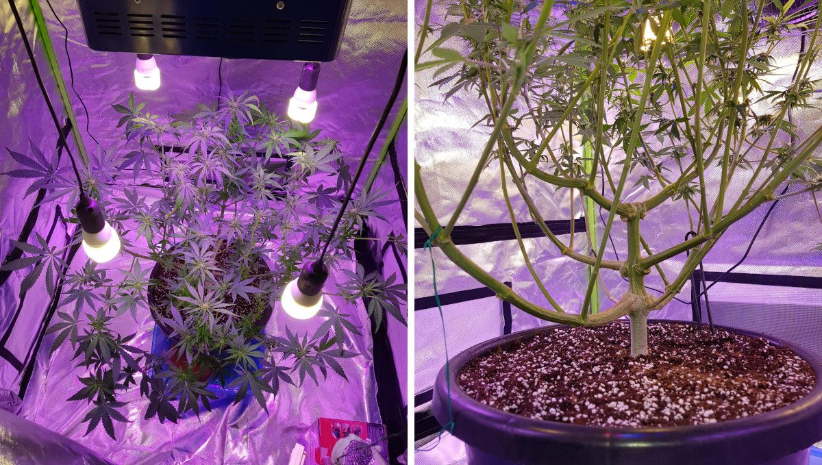 LSD-25 Auto cannabis strain: early flower | weeks 6-7 | a top view of a huge branchy indoor weed plant that has just been defoliated and a shot of its lollipopped bottom part