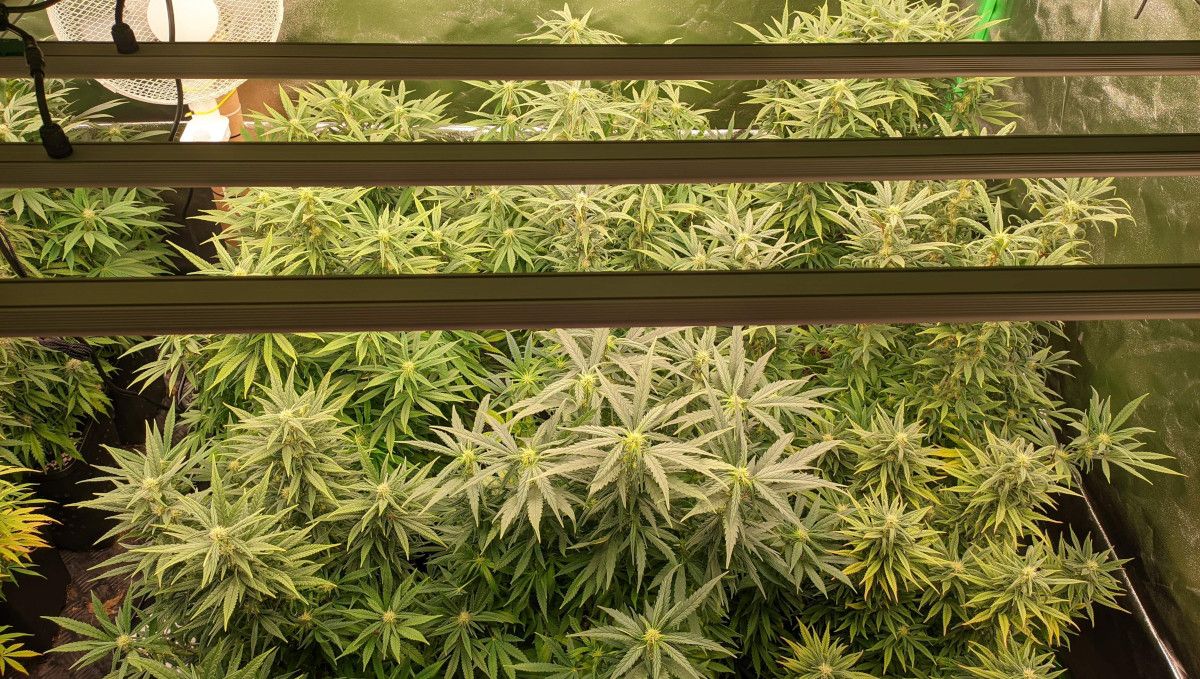 Gorilla Cookies FF cannabis strain: transition (pre-flower) | a spacious indoor SOG garden shot from above, with the first flowers forming on tops Gorilla Cookies FF cannabis strain: transition (pre-flower) | a spacious indoor SOG garden shot from above, with the first flowers forming on tops