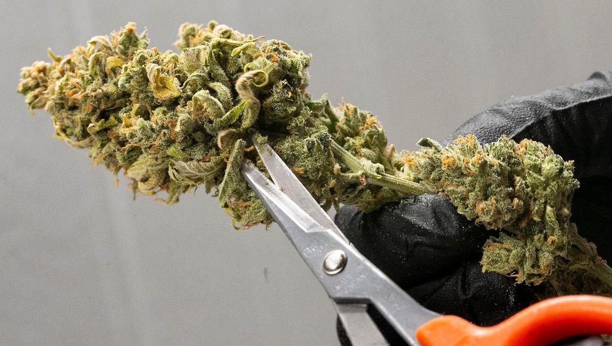 Bedenkt, dass der Trocken- oder Nassbeschnitt von den Bedingungen im Trockenraum abhängen sollte.