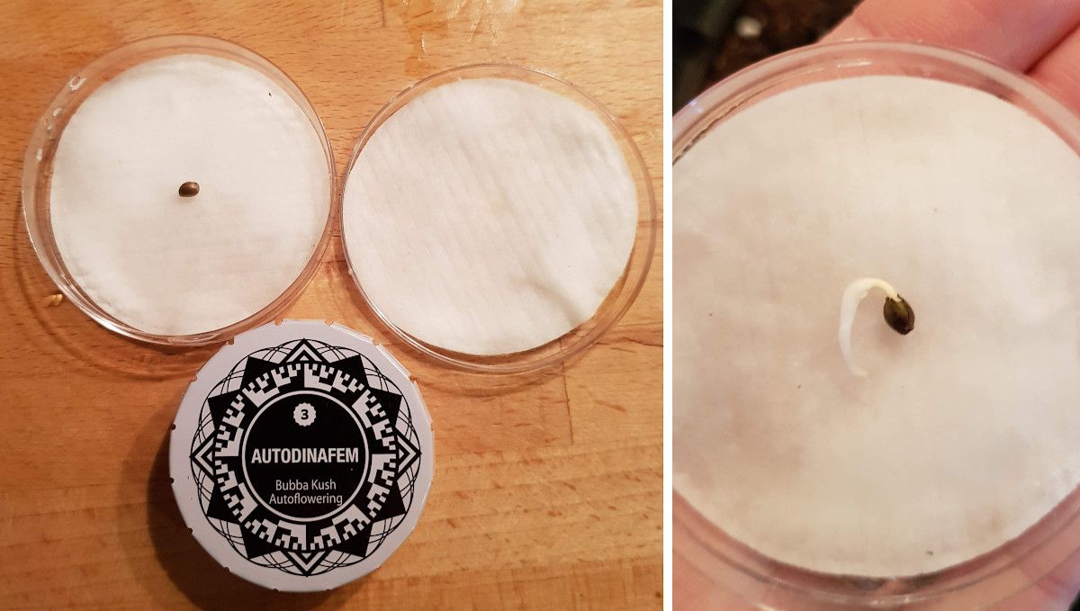 Bubba Kush Auto cannabis strain: germination and seedling stage | germination Bubba Kush Auto cannabis strain: germination and seedling stage | germination