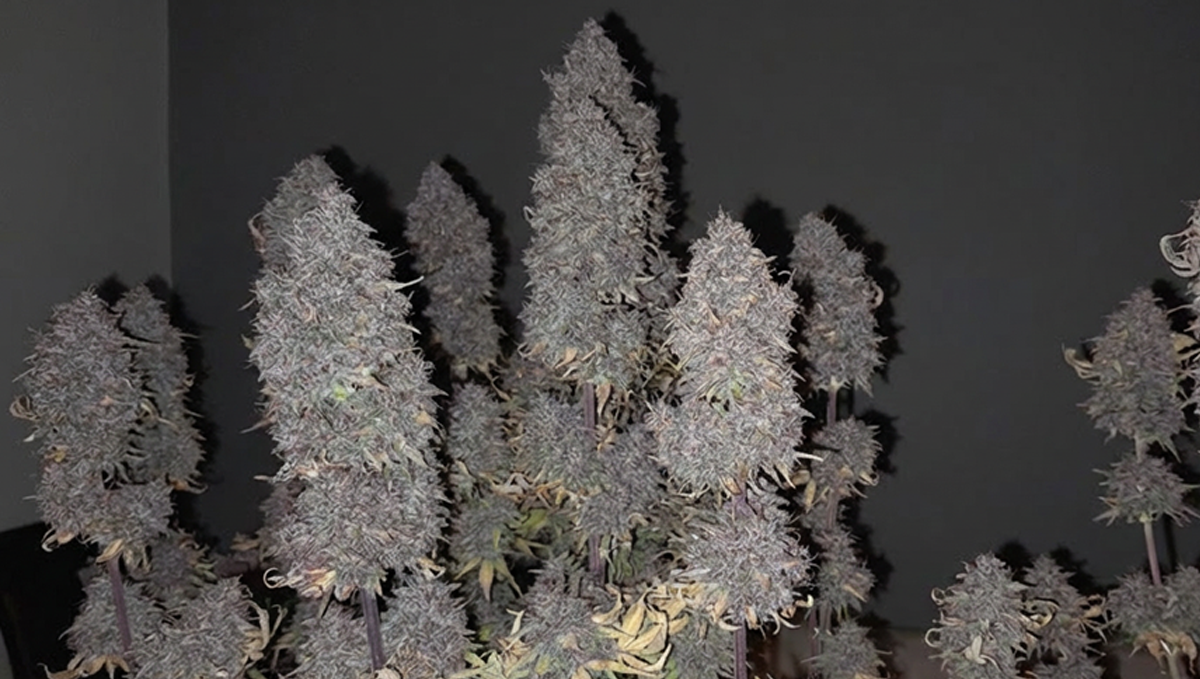 Beautiful Banana Purple Punch Auto showcased by @Dezzco in vibrant colors.
