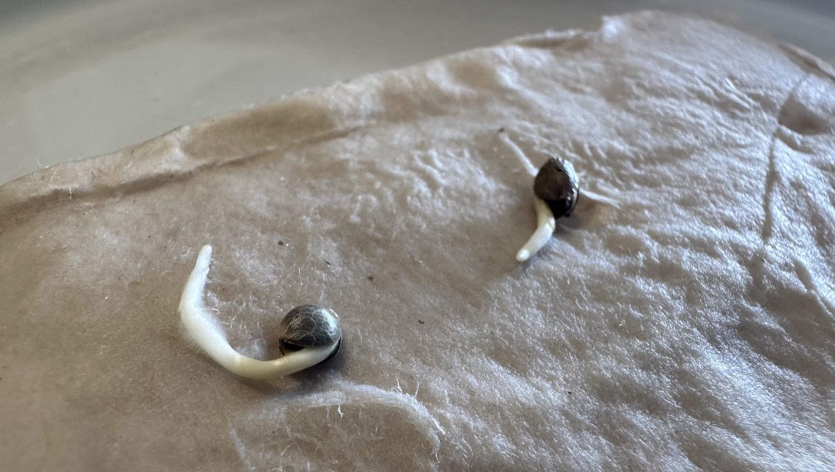 Purple Lemonade FF cannabis strain: germination and seedling stage | week 1 | sprouted seeds on wet paper Purple Lemonade FF cannabis strain: germination and seedling stage | week 1 | sprouted seeds on wet paper