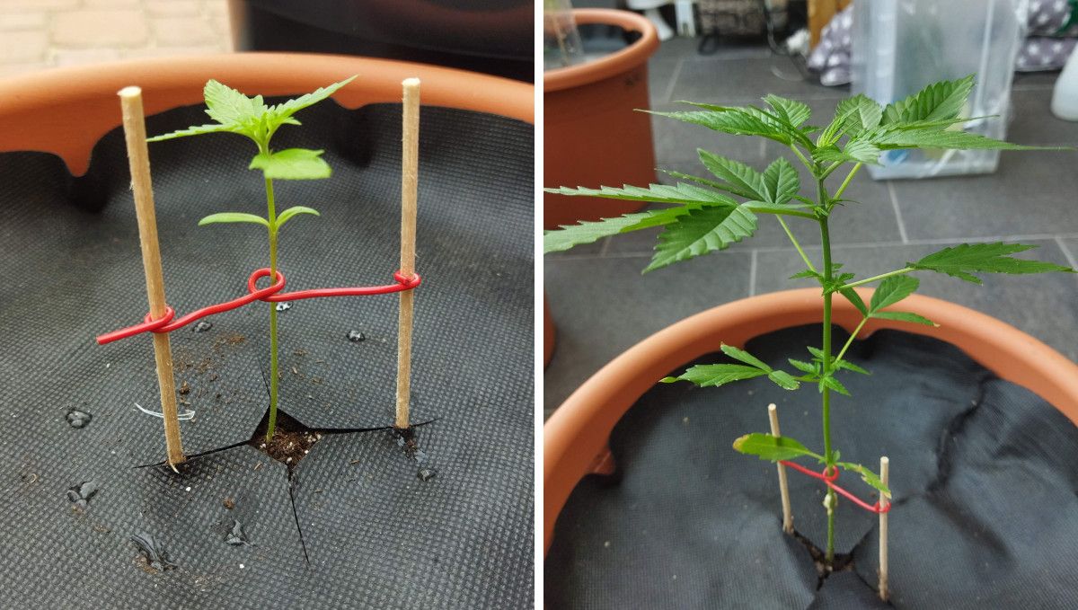 Green Crack Auto cannabis strain: early veg | week 2 | a young plant supported with wooden stakes and wire