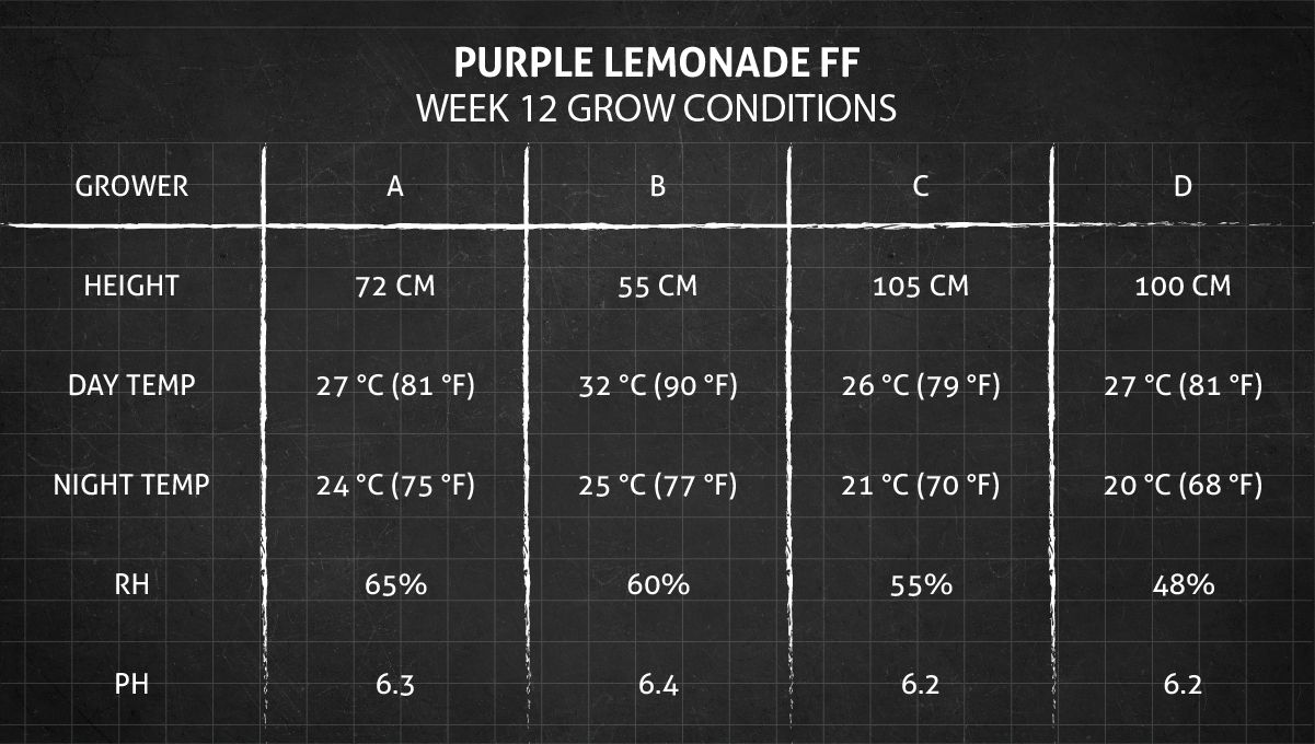 Purple Lemonade FF cannabis strain: week 12 grow conditions Purple Lemonade FF cannabis strain: week 12 grow conditions