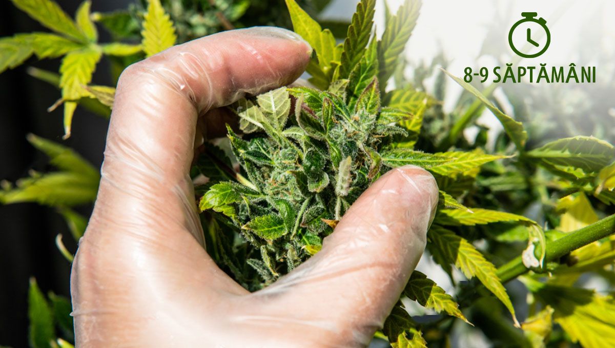 Recoltarea canabisului tău autoînfloritor: programul cultivatorilor