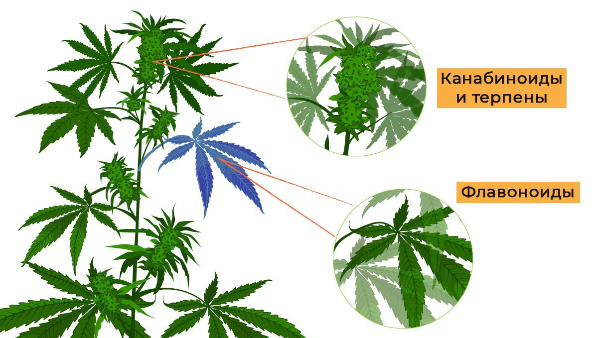 sm_1edfdab1a1c21cdd03dbfdcbb077ae63.jpg Flavonoids in cannabis: what are flavonoids?