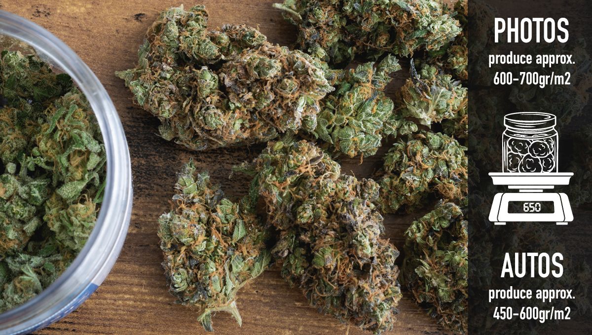 Why should beginners grow autoflowers?: yields Why should beginners grow autoflowers?: yields