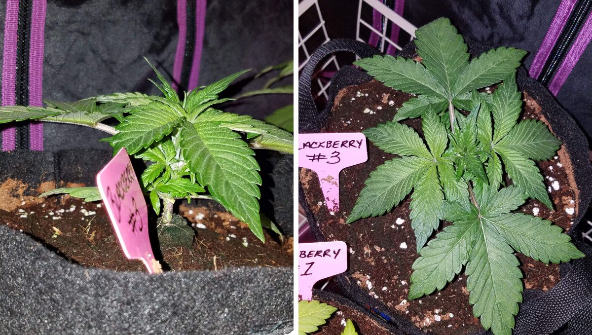 Blackberry Auto cannabis strain: early veg | week 2 | two untrained young indoor plants
