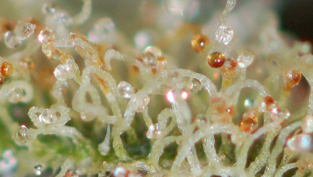 The ultimate guide to growing autoflowering cannabis: Harvesting, drying and curing