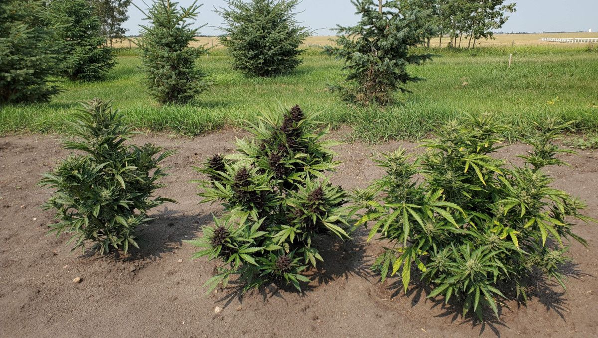 The Best Temperature To Grow Cannabis: Three plants growing outside, on of them purple The Best Temperature To Grow Cannabis: Three plants growing outside, on of them purple