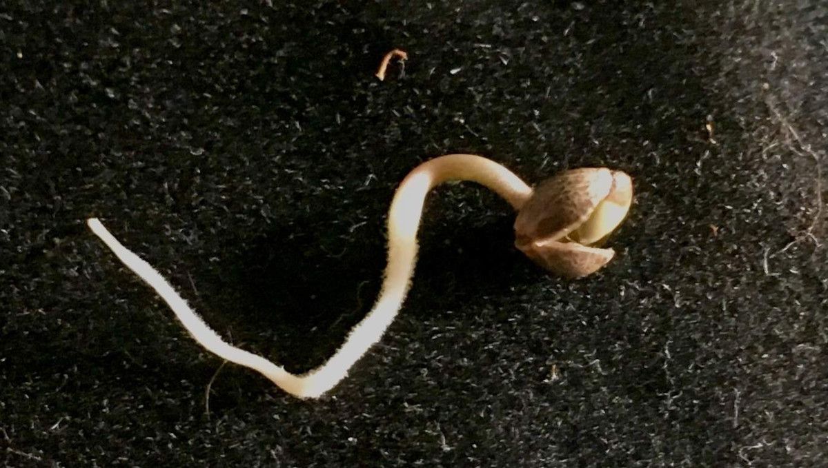 Blueberry Cheese Auto cannabis strain: germination and seedling stage | week 1 | a seed with the long curvy taproot and the hull half shed