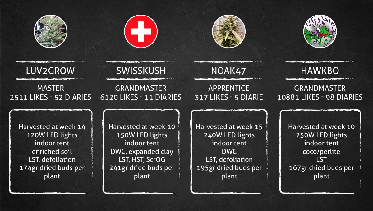 Pineapple Express Auto cannabis strain: outcome Pineapple Express Auto cannabis strain: outcome