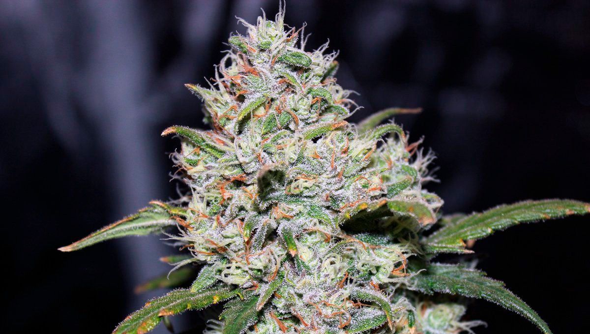 Gorilla glue auto strain history: it's all in the genetics