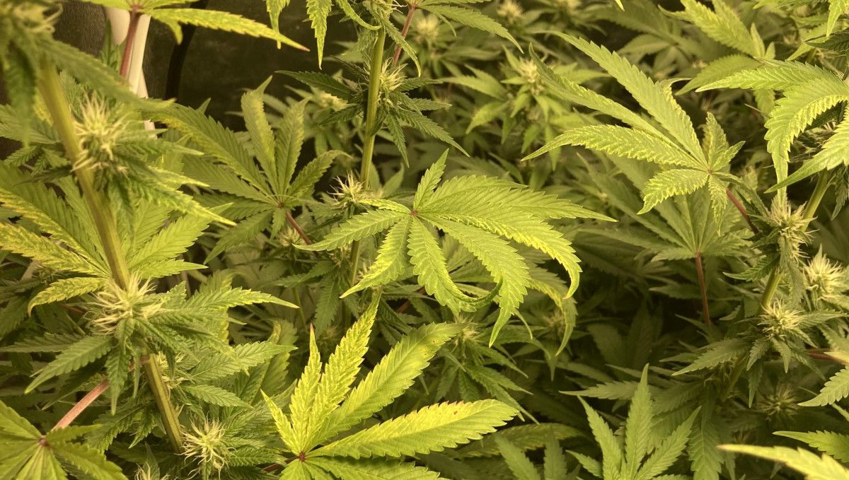 Liberty Haze Cannabis Strain Week-by-Week Guide: A closeup of an indoor marijuana plant in the early stages of flowering and several leaves affected by tobacco mosaic virus