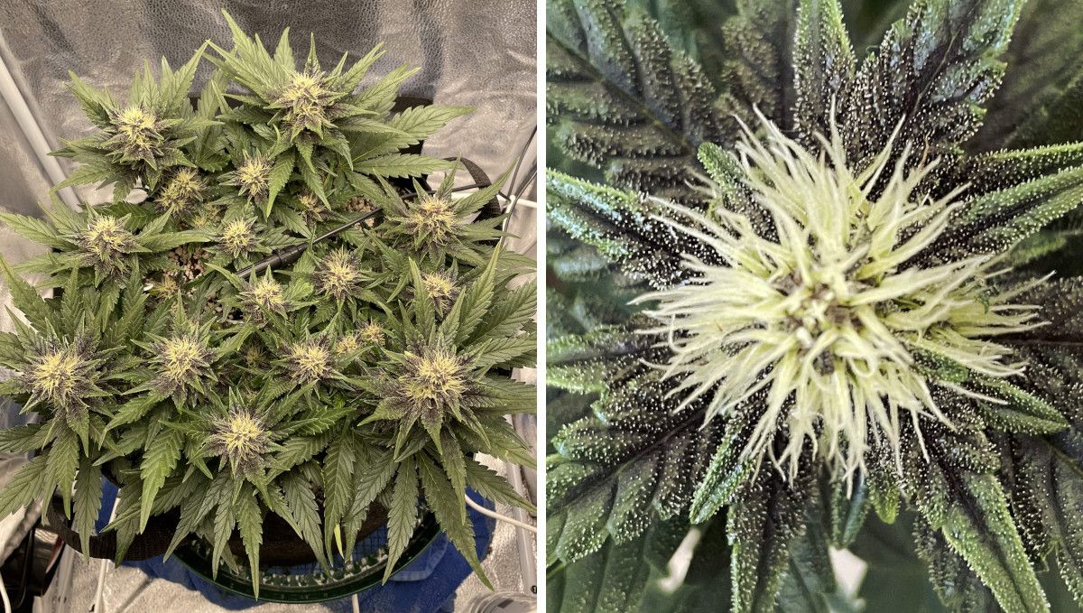 Purple Lemonade Auto Cannabis Strain Week-by-Week Guide - A compact indoor autoflower with multiple tops begins to flower; a closeup of a cannabis bud with white pistils, some purple hues, and first trichomes