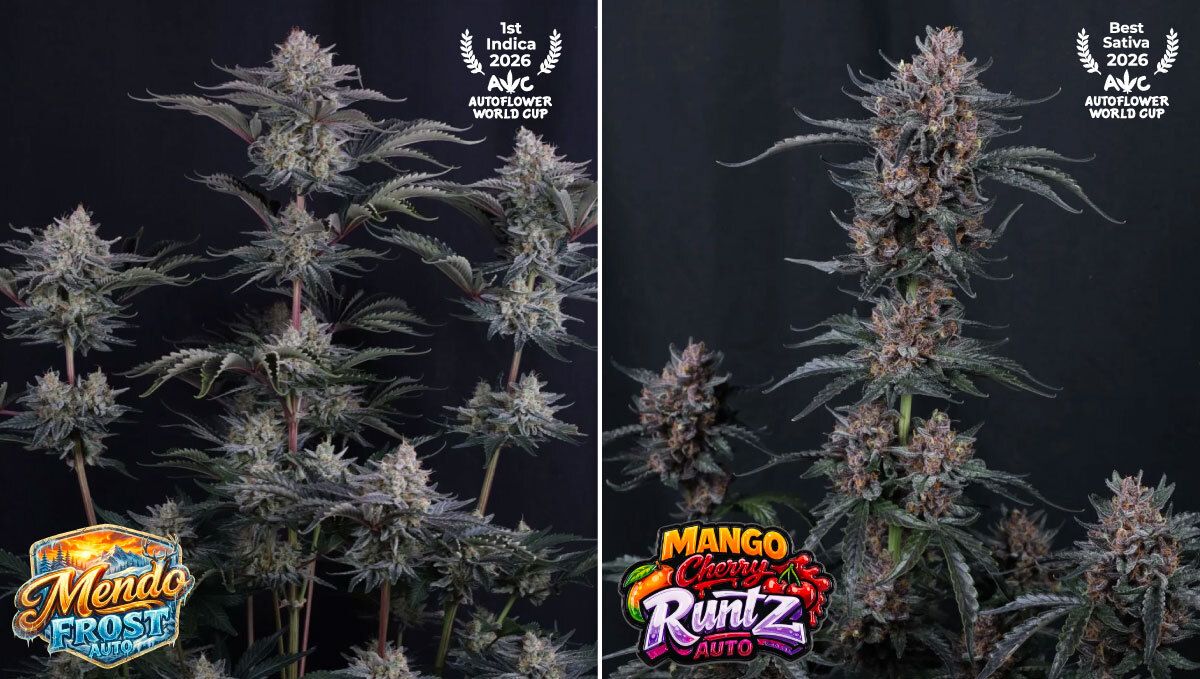 Mendo Frost Auto, Mango Cherry Runtz Auto