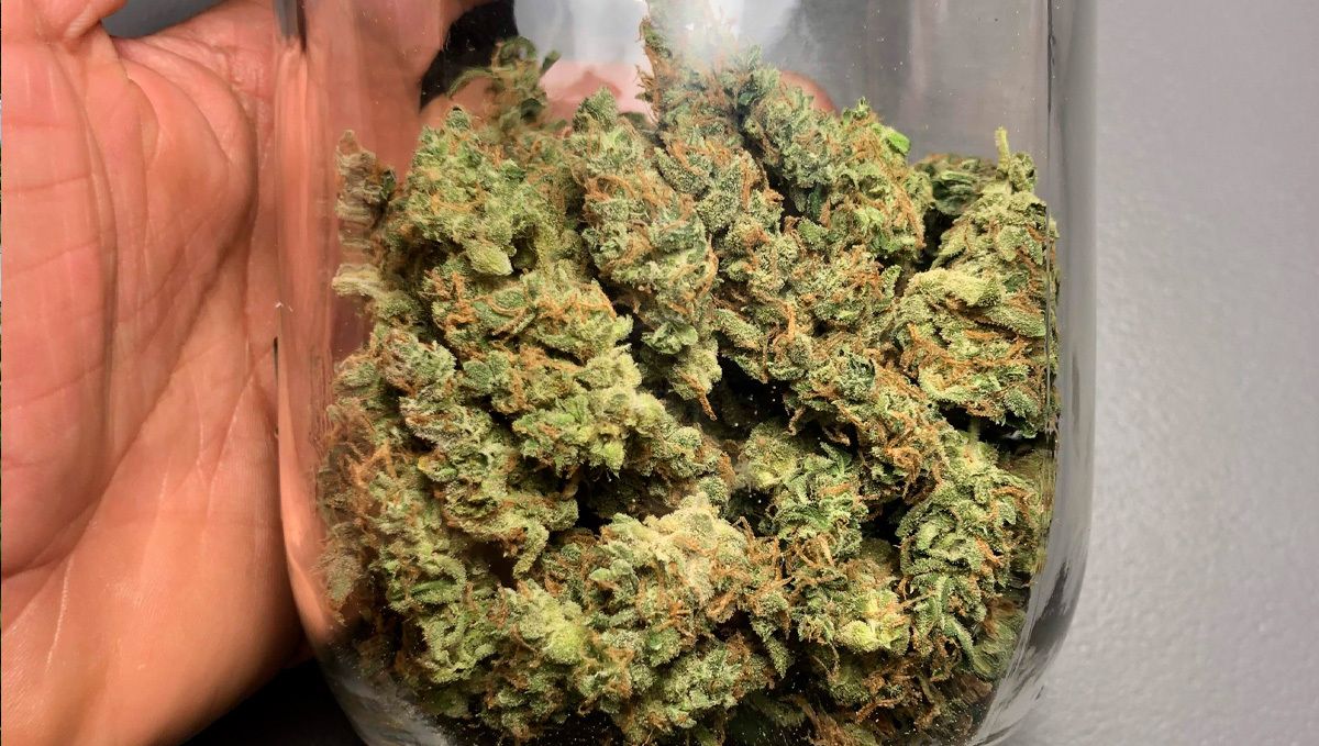 Strawberry pie auto week-by-week guide: curing your weed Strawberry pie auto week-by-week guide: curing your weed