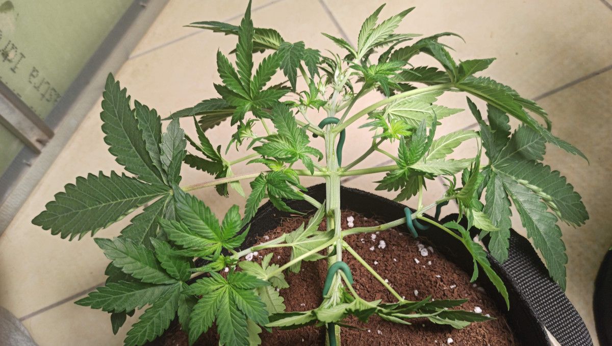 Mimosa Cake Auto cannabis strain: mid veg | weeks 3-4 | an autoflower with low-stress trained main stalk and side branches Mimosa Cake Auto cannabis strain: mid veg | weeks 3-4 | an autoflower with low-stress trained main stalk and side branches