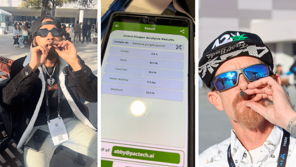 A new world champion among autoflowers