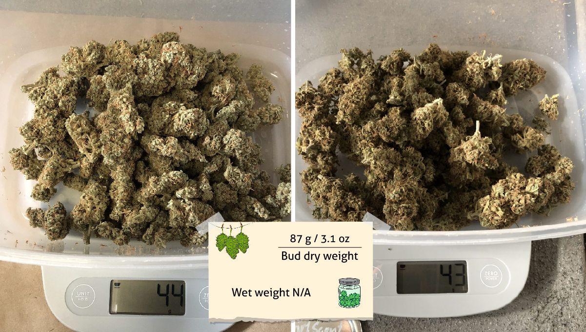 Girl Scout Cookies Auto Cannabis Strain Week-by-Week Guide: Two batches of trimmed dry buds being weighed on scales Girl Scout Cookies Auto Cannabis Strain Week-by-Week Guide: Two batches of trimmed dry buds being weighed on scales