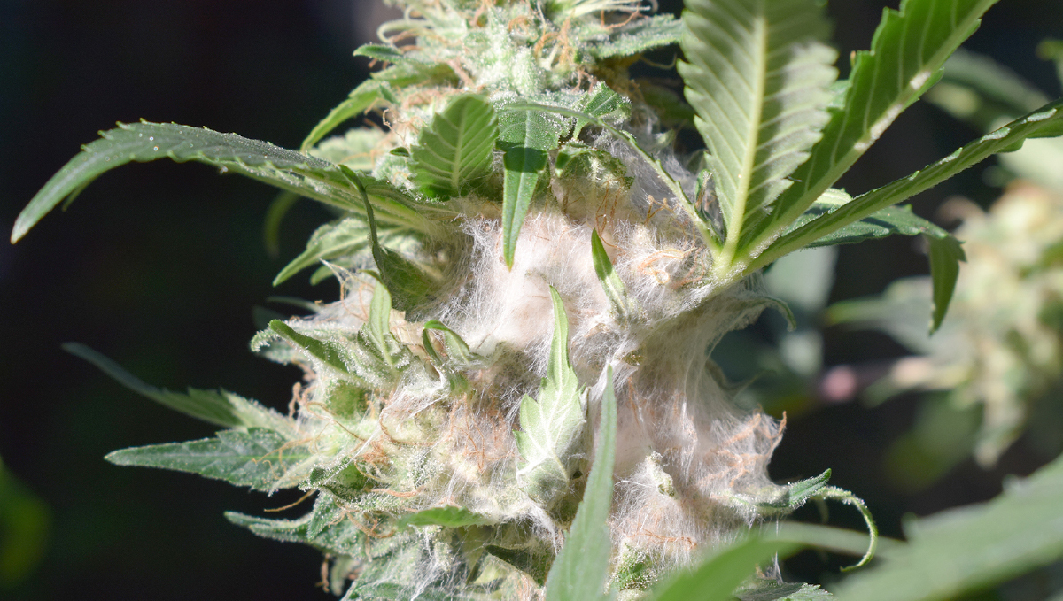 A closeup of a moldy cannabis bud A closeup of a moldy cannabis bud