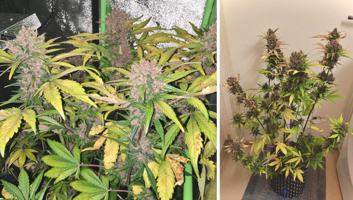 Auto Blackberry Kush cannabis strain: ripening and harvest | weeks 10 | a severely faded autoflower with yellow fan leaves and light-purple buds and the same plant with the leaves removed before harvest