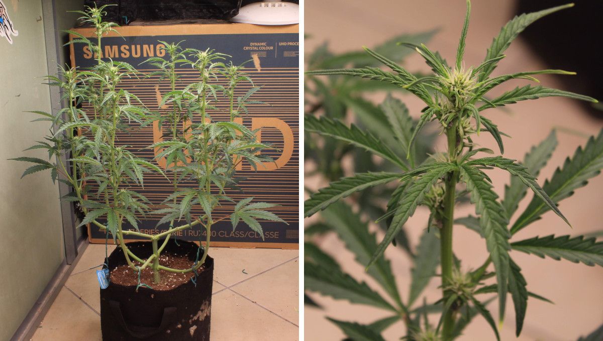 Skywalker OG Auto cannabis strain: transition (pre-flower) | week 5 Skywalker OG Auto cannabis strain: transition (pre-flower) | week 5