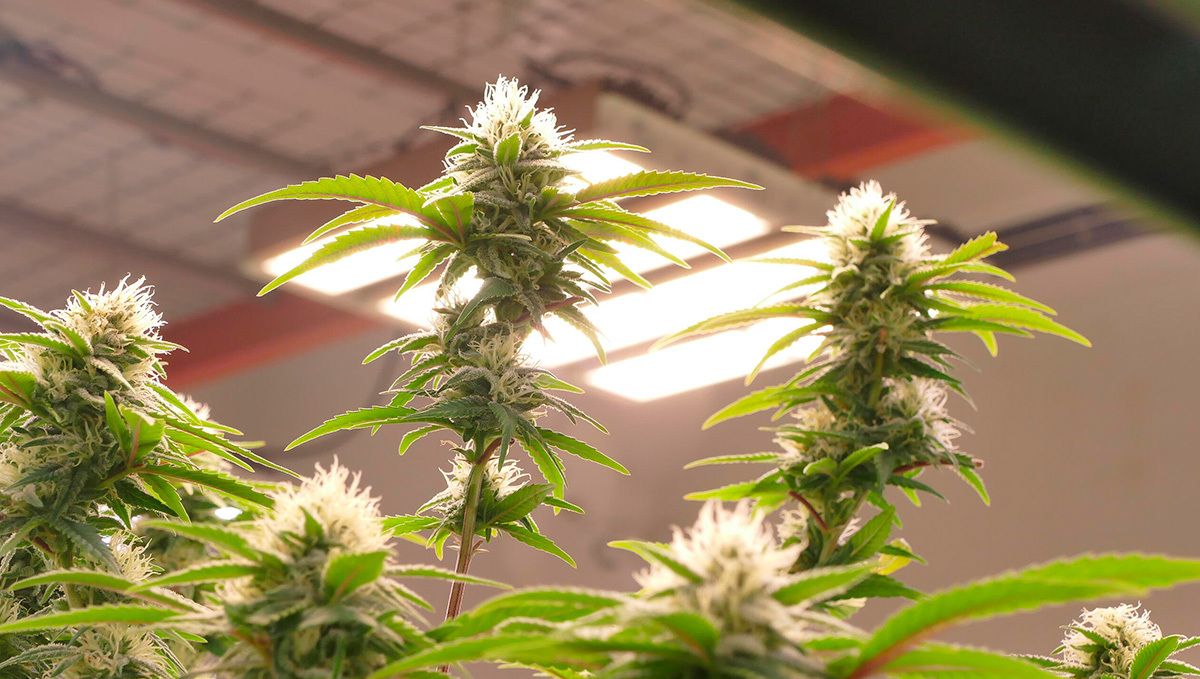 How to preserve the fragrance of cannabis: handle the trichomes carefully How to preserve the fragrance of cannabis: handle the trichomes carefully