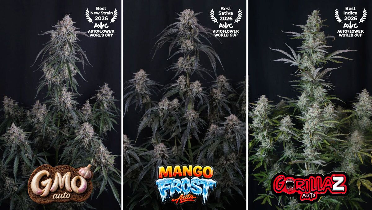 GMO Auto, Mango Frost Auto, Gorilla Z