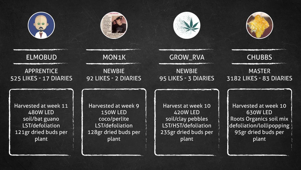 Gorilla Punch Auto cannabis strain: outcome