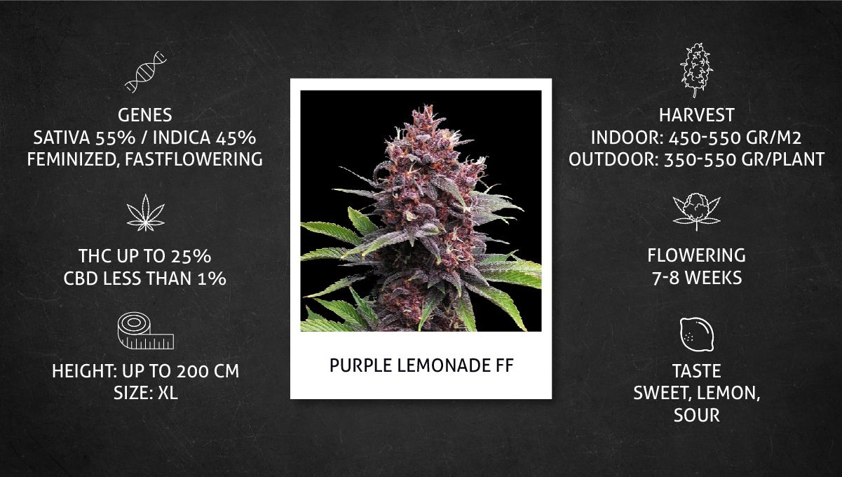 Purple Lemonade FF cannabis strain: specs sheet Purple Lemonade FF cannabis strain: specs sheet