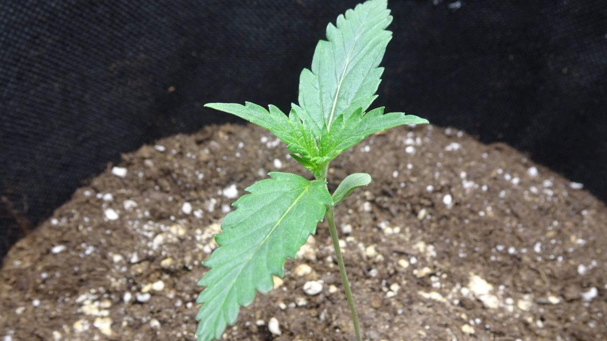 Amnesia Z Auto cannabis strain: germination and seedling stage | week 1 : 7 days old Amnesia Z Auto cannabis strain: germination and seedling stage | week 1 : 7 days old