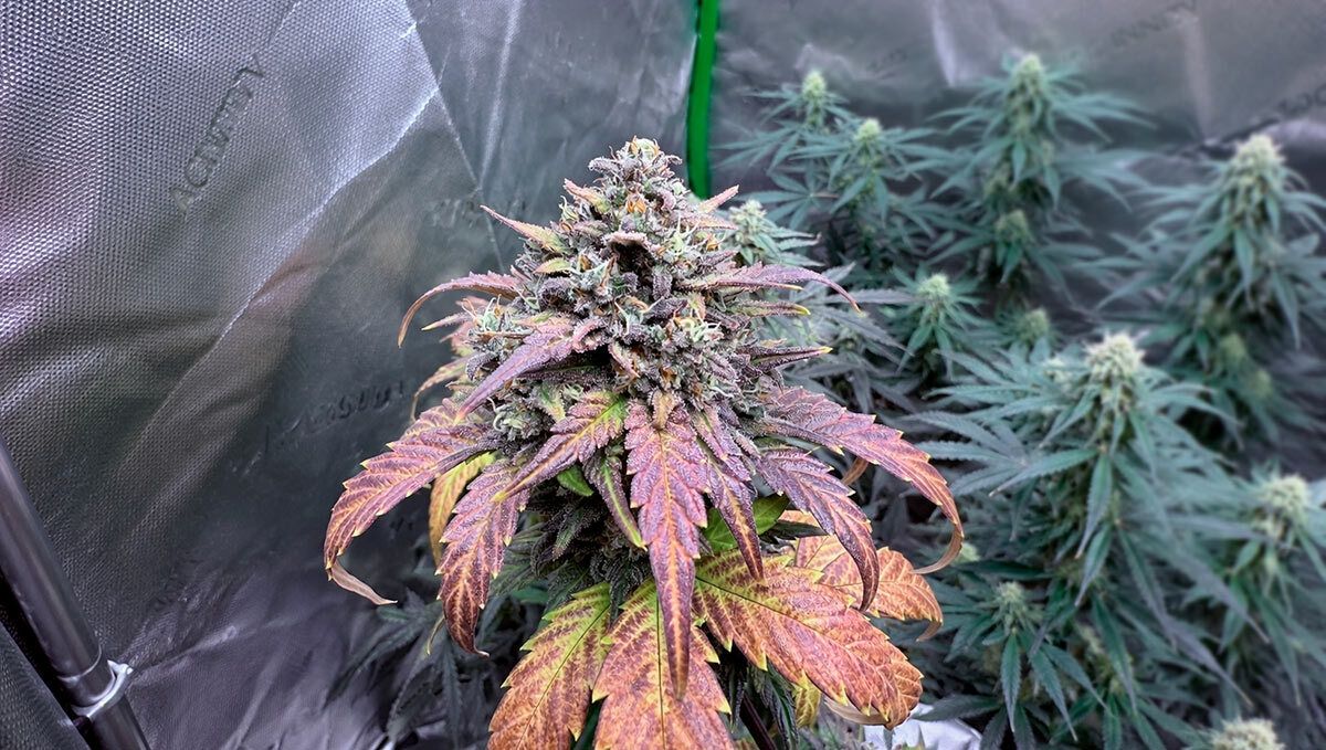 tropicana