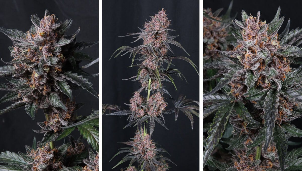 mango cherry