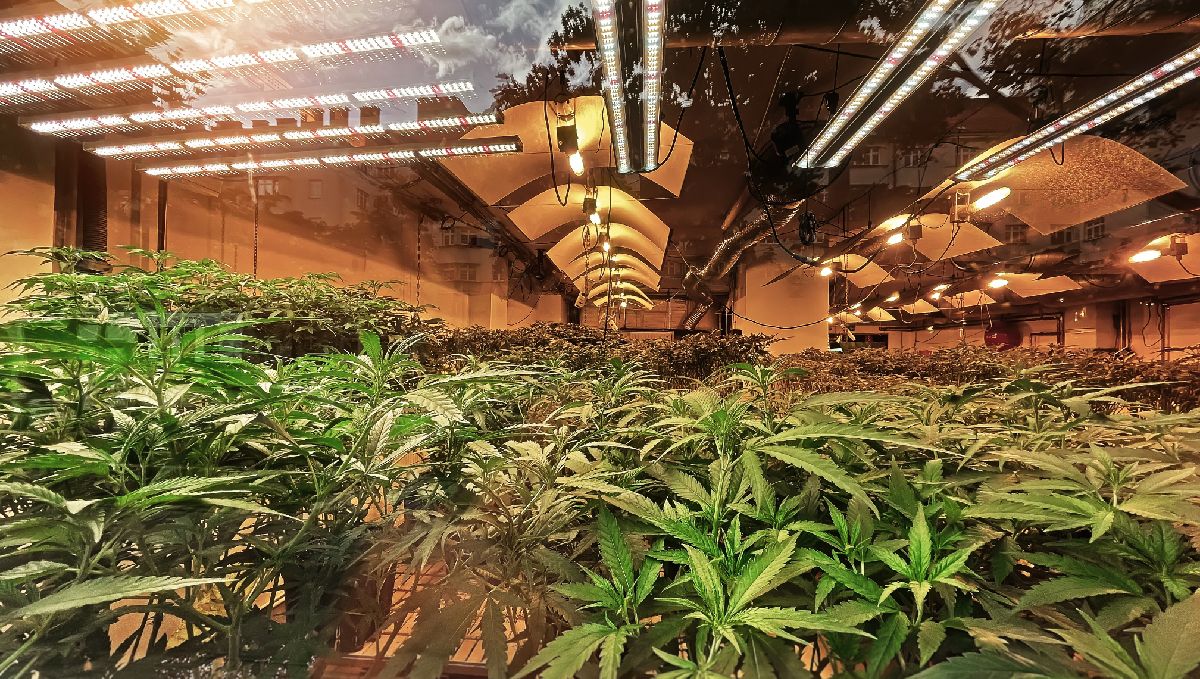 How to increase THC in cannabis plants: provide as much light as possible How to increase THC in cannabis plants: provide as much light as possible