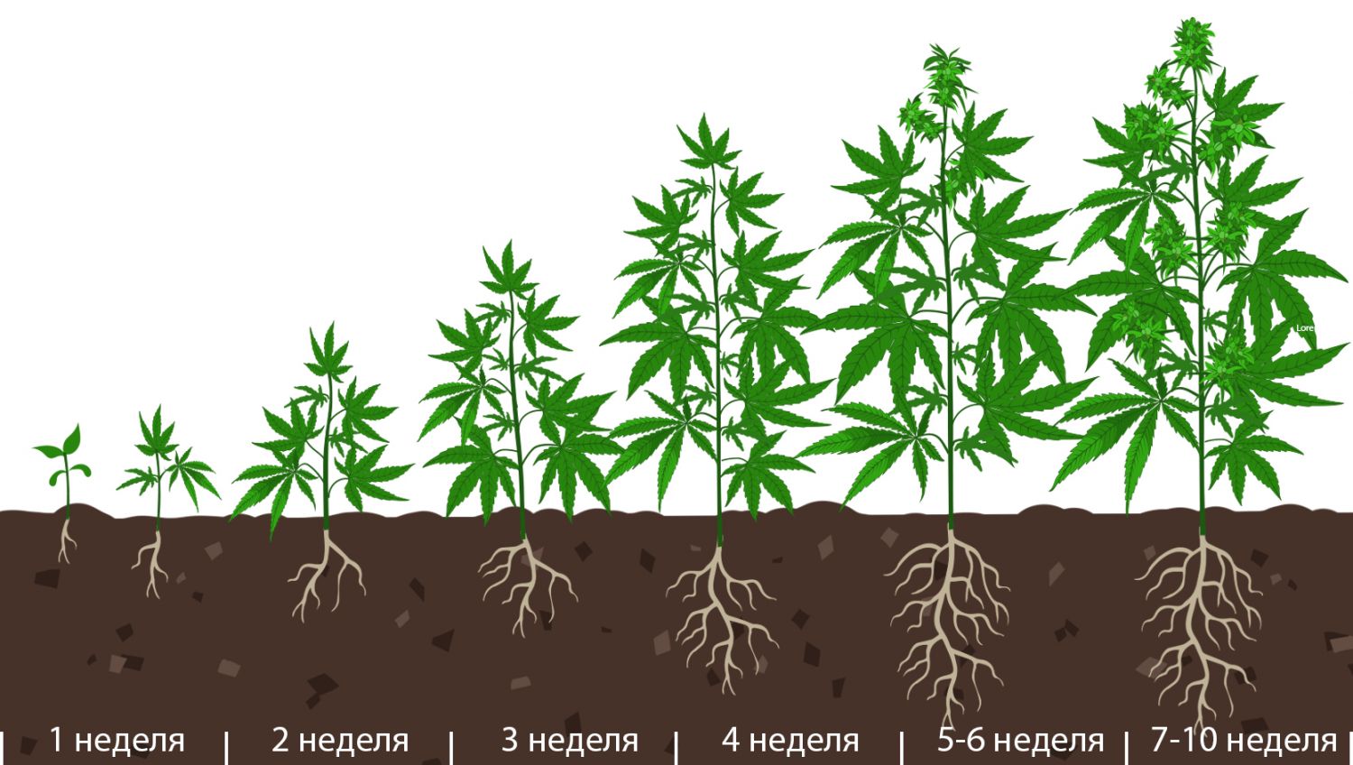 Наилучший график подкорма для автоцветов: развитие растения по неделям Наилучший график подкорма для автоцветов: развитие растения по неделям