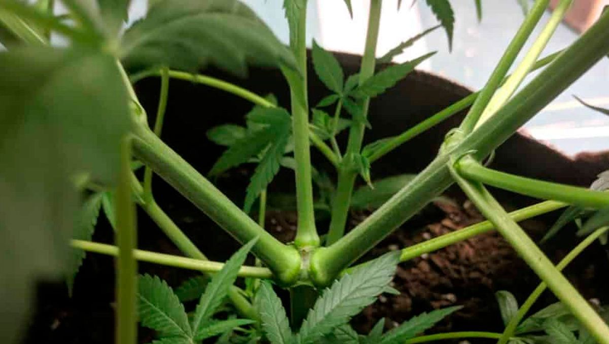 Is it safe to defoliate autoflowering cannabis: topping vs defoliating