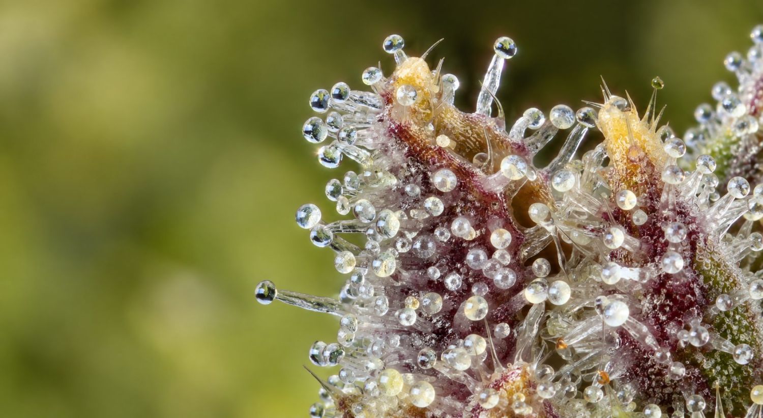 What Are Trichomes And Their Importance: What are Trichomes?
