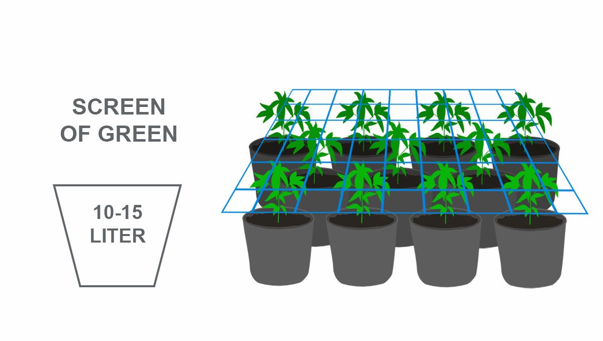 Beste potmaat voor zelfbloeiende zaden: scrog Beste potmaat voor zelfbloeiende zaden: scrog