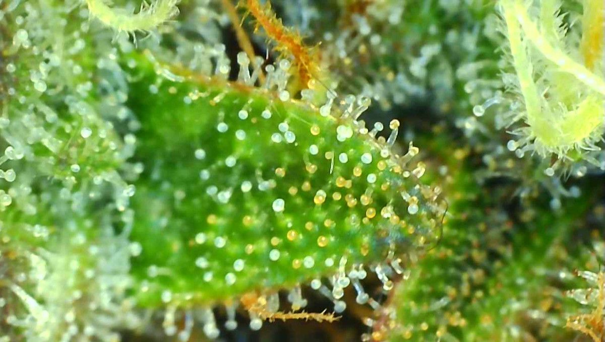 Skywalker OG Auto cannabis strain: ripening and harvest | weeks 10 | a macro shot of trim leaves and pistils covered by cloudy trichomes with some amber ones to boot Skywalker OG Auto cannabis strain: ripening and harvest | weeks 10 | a macro shot of trim leaves and pistils covered by cloudy trichomes with some amber ones to boot