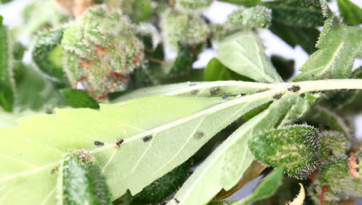 How to get rid of spider mites: thrips