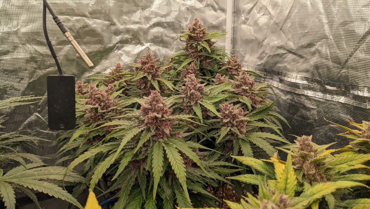 Banana Purple Punch Auto Cannabissorte: Reifung und Ernte | Wochen 10- | Eine sehr kurze, aber produktive Indoor-Pflanze Banana Purple Punch Auto Cannabissorte: Reifung und Ernte | Wochen 10- | Eine sehr kurze, aber produktive Indoor-Pflanze